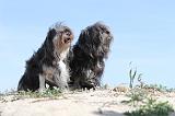 PETIT CHIEN LION 032